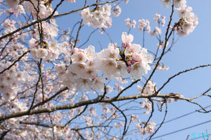 花見に行ってきました