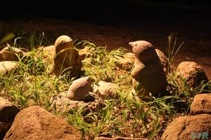 むれ源平石あかりロード2009