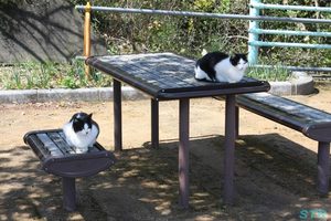 小松島を眺めに