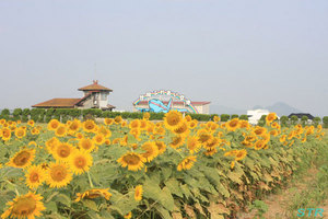 大空と大地のひまわりカーニバル2010