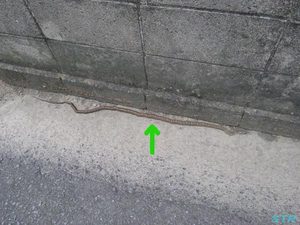 犬の散歩道にて