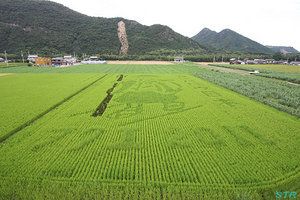 空ちゃん田んぼ2011