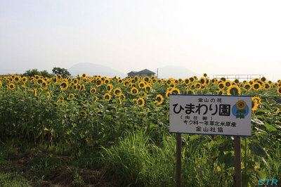 坂出市江尻町のひまわり園