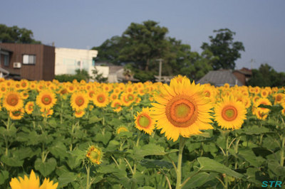 坂出市江尻町のひまわり園
