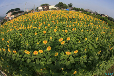 坂出市江尻町のひまわり園