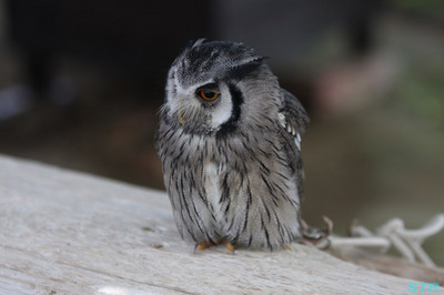 神戸花鳥園へ行ってきました