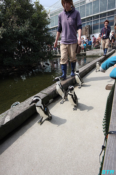 神戸花鳥園へ行ってきました