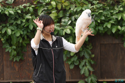 神戸花鳥園へ行ってきました