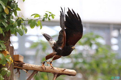 神戸花鳥園へ行ってきました
