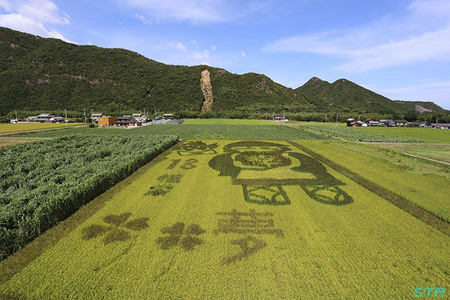 空ちゃん田んぼ2013