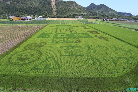 空ちゃん田んぼ2014