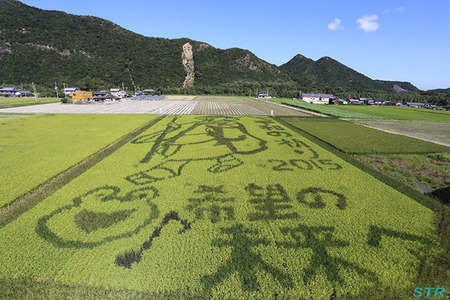 空ちゃん田んぼ2015