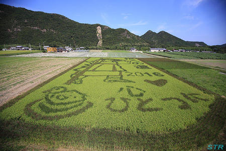 空ちゃん田んぼ2016