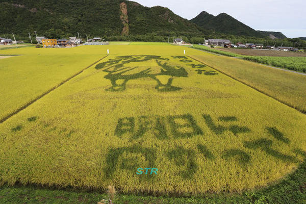 空ちゃん田んぼ2017
