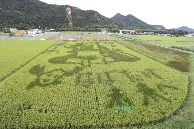 空ちゃん田んぼ2018