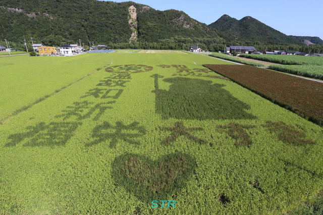 空ちゃん田んぼ2019